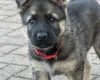 German Shepherd (Alsatian)
