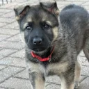 German Shepherd (Alsatian)