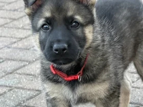 German Shepherd (Alsatian)