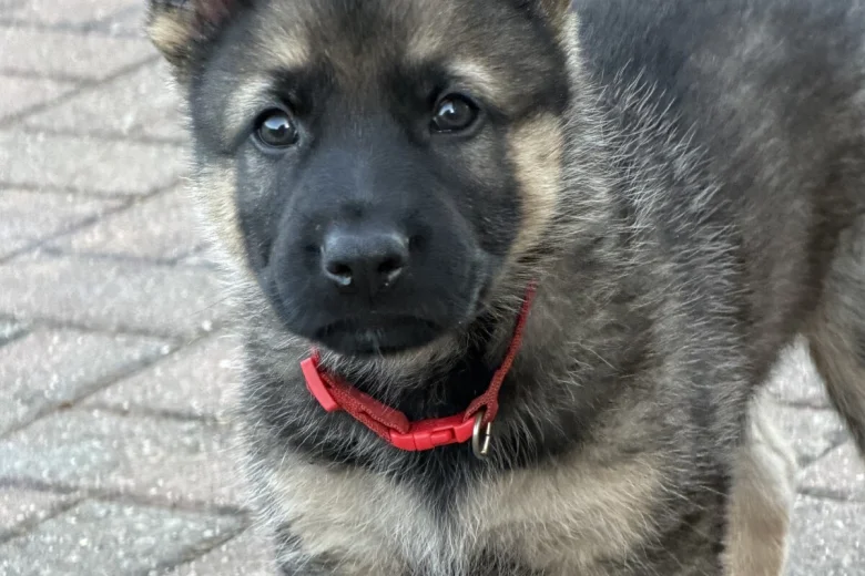 German Shepherd (Alsatian)
