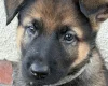 German Shepherd (Alsatian)