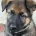 German Shepherd (Alsatian)