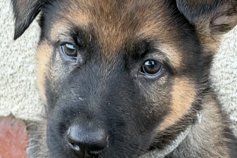 German Shepherd (Alsatian)