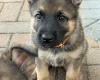 German Shepherd (Alsatian)