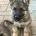 German Shepherd (Alsatian)