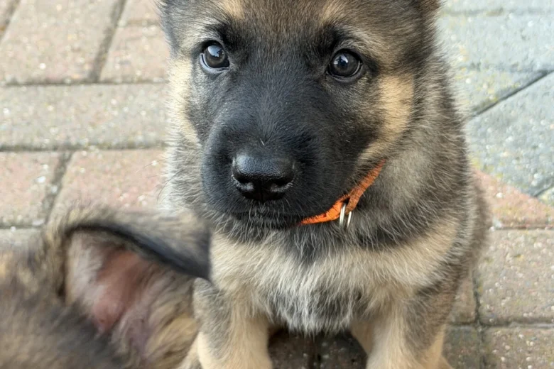 German Shepherd (Alsatian)