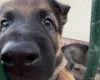 German Shepherd (Alsatian)