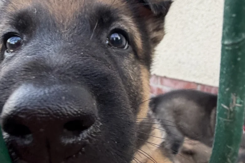 German Shepherd (Alsatian)