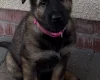 German Shepherd (Alsatian)