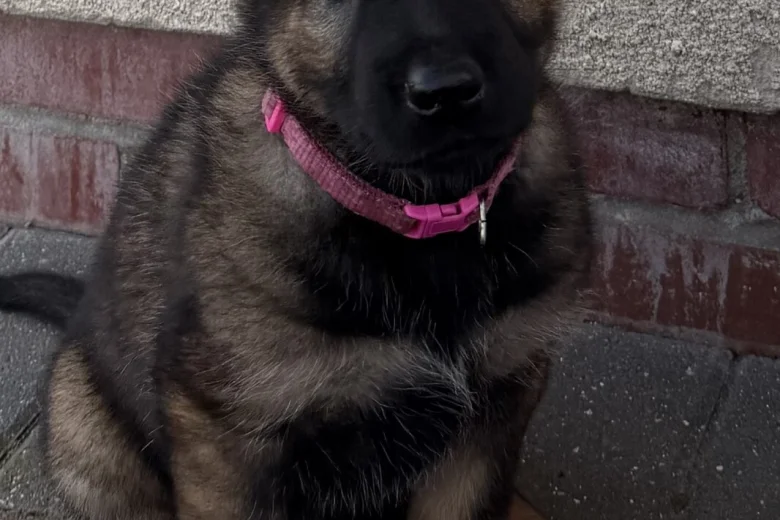 German Shepherd (Alsatian)