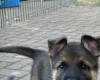 German Shepherd (Alsatian)