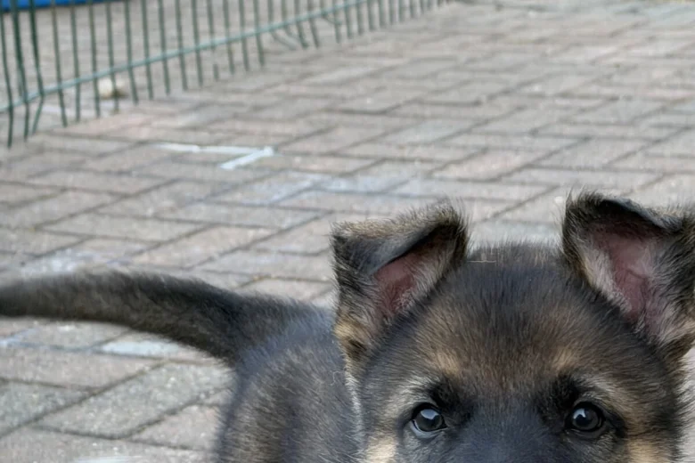 German Shepherd (Alsatian)