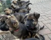 German Shepherd (Alsatian)