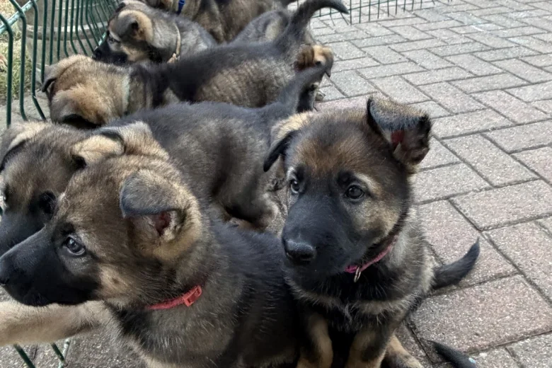 German Shepherd (Alsatian)