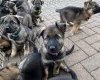 German Shepherd (Alsatian)