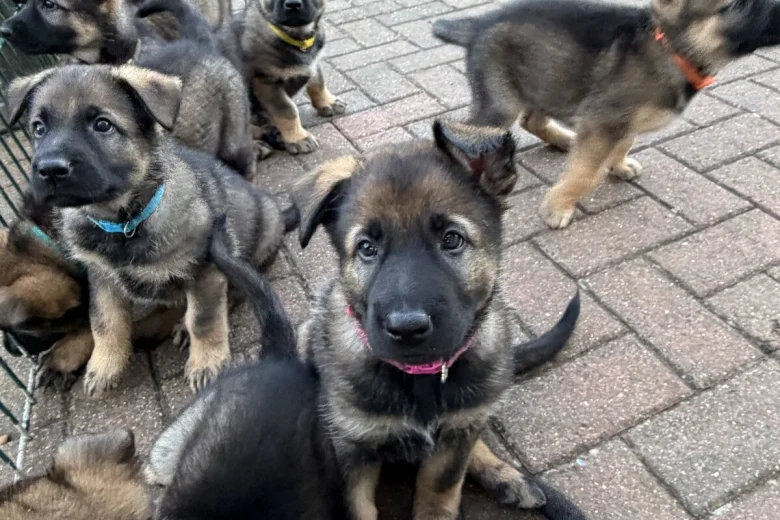 German Shepherd (Alsatian)