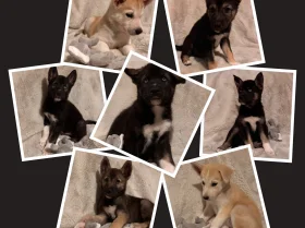 German Shepherd (Alsatian)