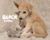 German Shepherd (Alsatian)