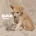 German Shepherd (Alsatian)