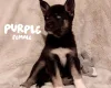 German Shepherd (Alsatian)