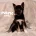 German Shepherd (Alsatian)