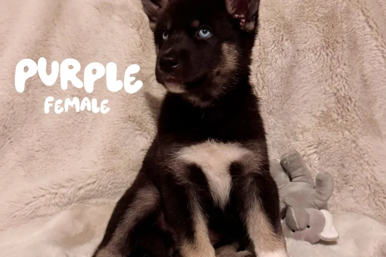 German Shepherd (Alsatian)