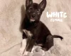 German Shepherd (Alsatian)