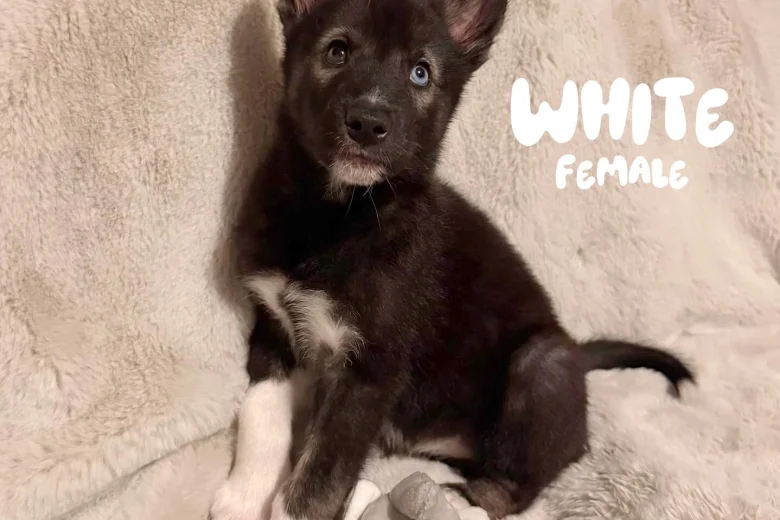 German Shepherd (Alsatian)