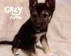 German Shepherd (Alsatian)