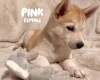 German Shepherd (Alsatian)