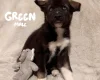 German Shepherd (Alsatian)
