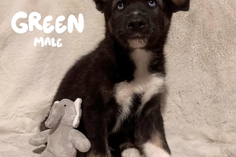 German Shepherd (Alsatian)
