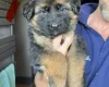 German Shepherd (Alsatian)