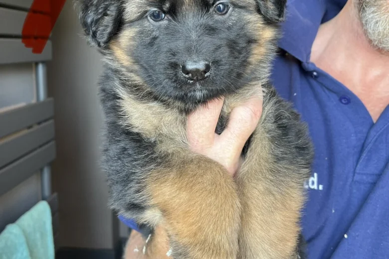 German Shepherd (Alsatian)