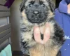 German Shepherd (Alsatian)