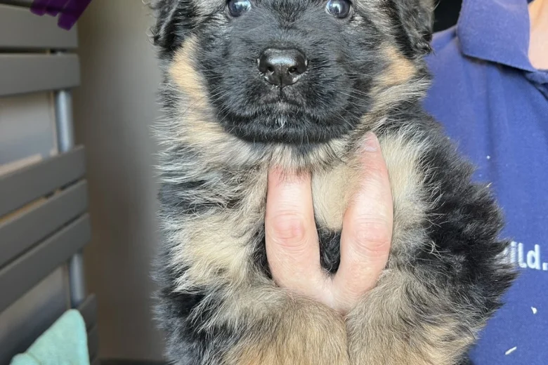 German Shepherd (Alsatian)