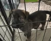 German Shepherd (Alsatian)