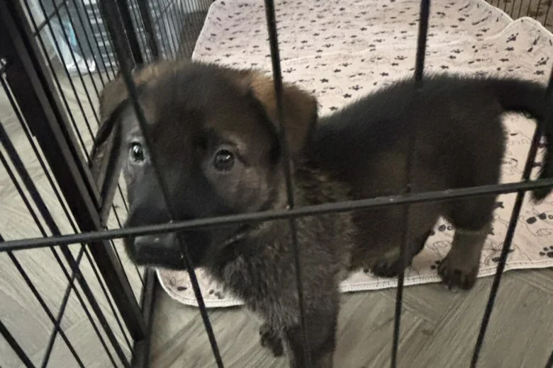 German Shepherd (Alsatian)
