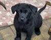 German Shepherd (Alsatian)