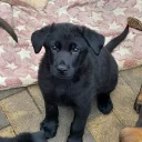 German Shepherd (Alsatian)