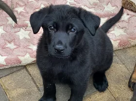 German Shepherd (Alsatian)