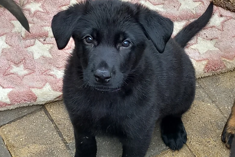 German Shepherd (Alsatian)