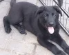 German Shepherd (Alsatian)