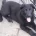 German Shepherd (Alsatian)