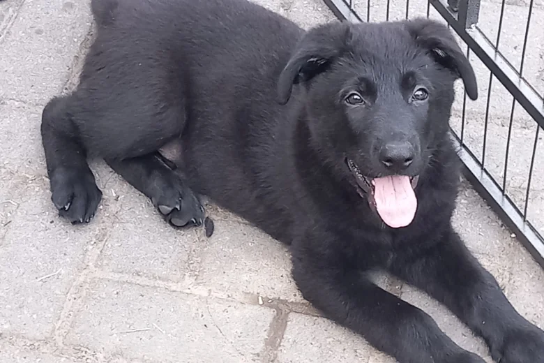 German Shepherd (Alsatian)