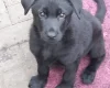 German Shepherd (Alsatian)