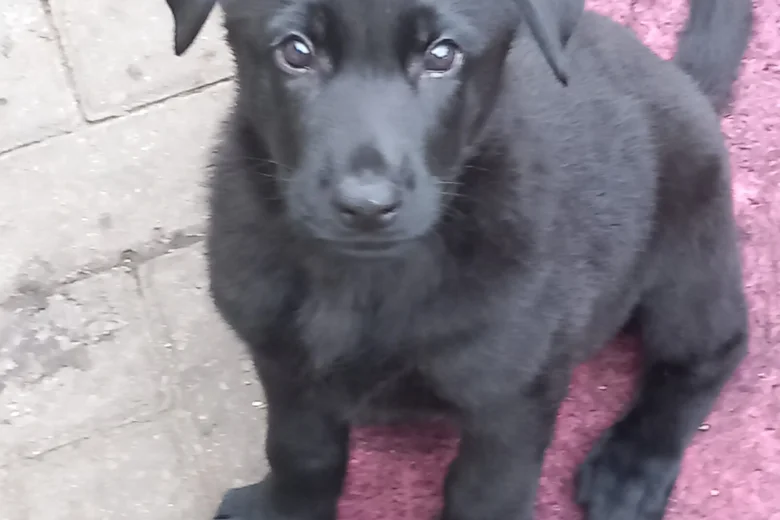 German Shepherd (Alsatian)