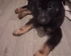 German Shepherd (Alsatian)