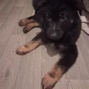 German Shepherd (Alsatian)