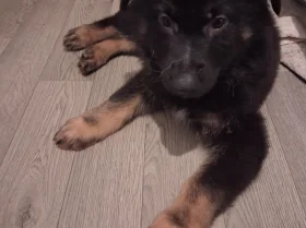 German Shepherd (Alsatian)